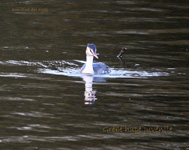 Grebe huppe juvenile_5299.jpg